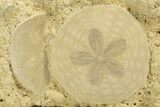 Two Fossil Sand Dollars (Scutella) - France #317749-1
